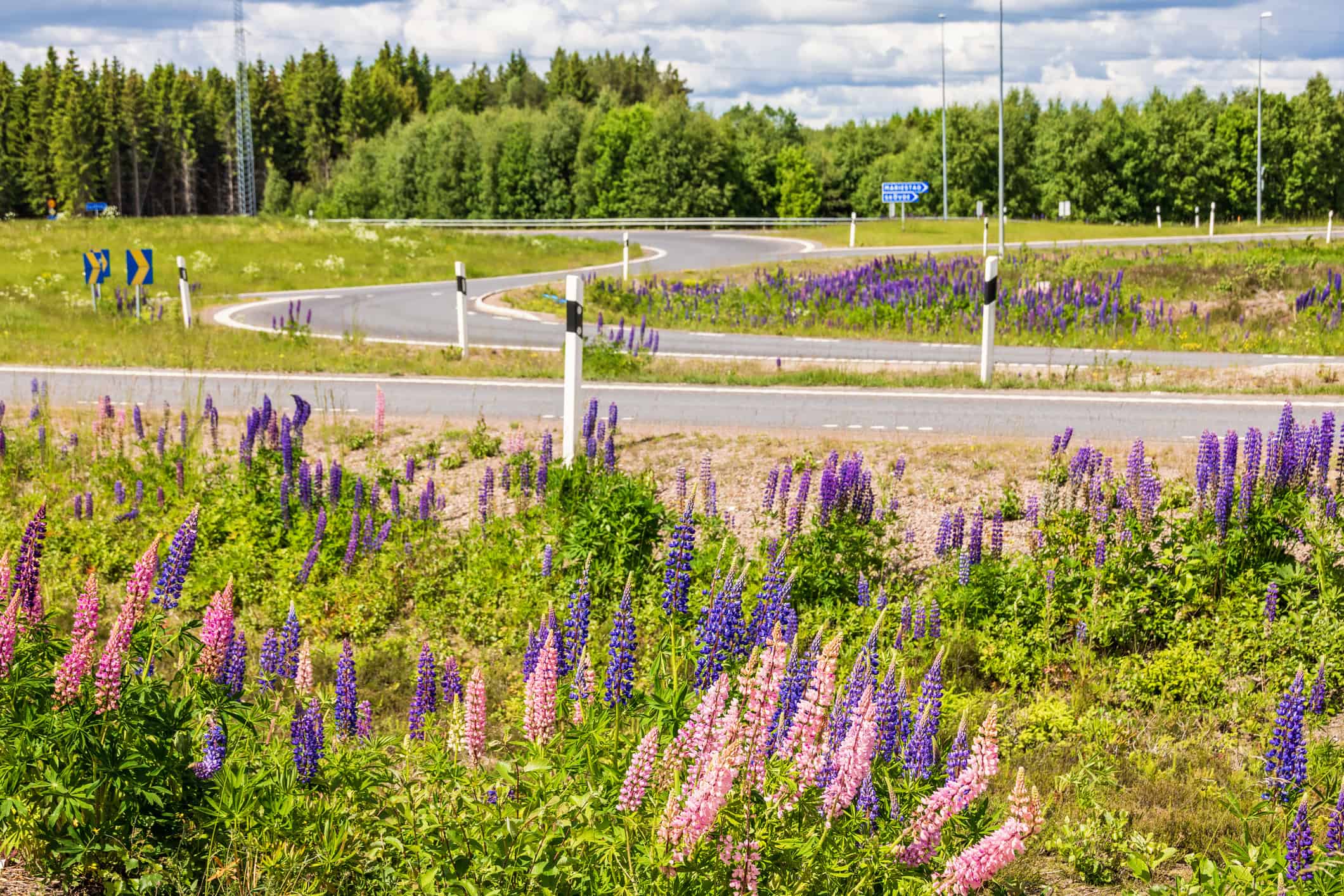 Flowering lupines by a roundabout in the countryside