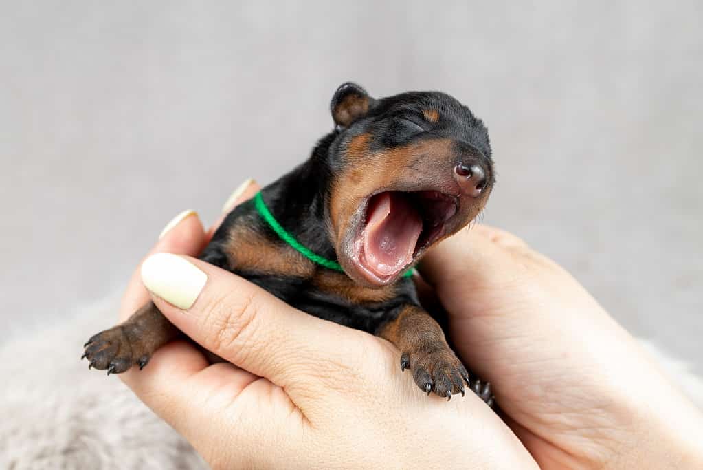 Yawning newborn puppy of black and tan miniature pinscher