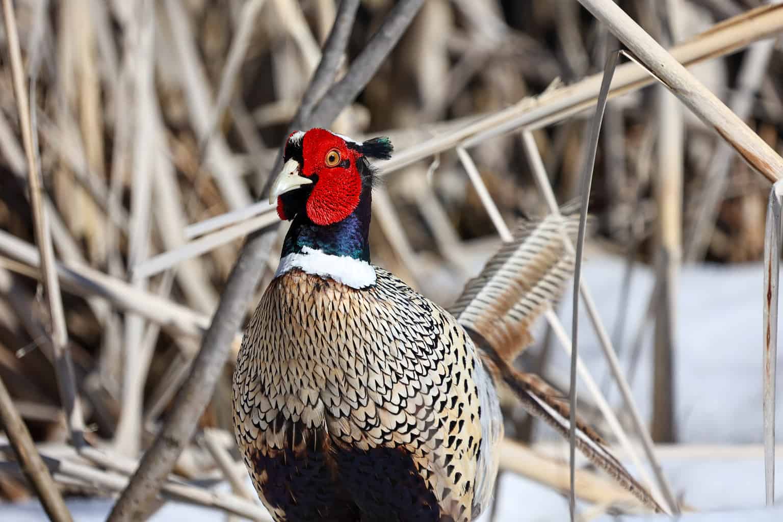 The 20 States With the Absolute Best Pheasant Hunting in 2024 AZ Animals