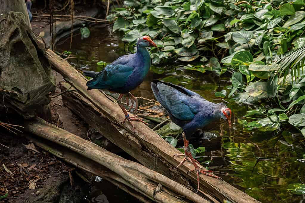 Two blue western swamphen birds in the jungle.