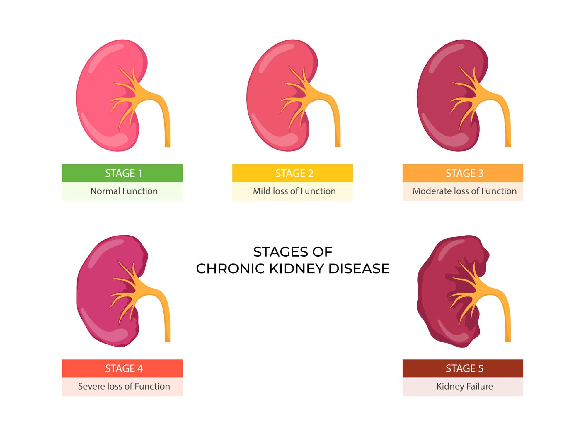 kidney-disease-in-elderly-cats-early-signs-and-treatment-a-z-animals