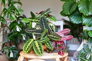 9 Reasons to NOT Impulse Buy a New Houseplant Picture
