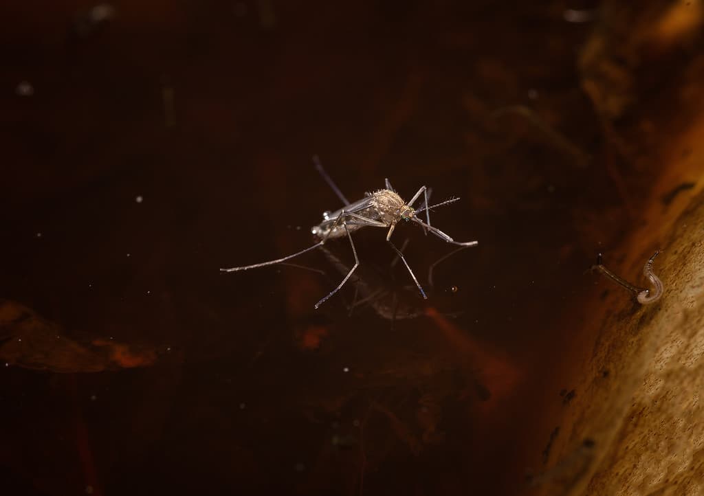 mosquito in water