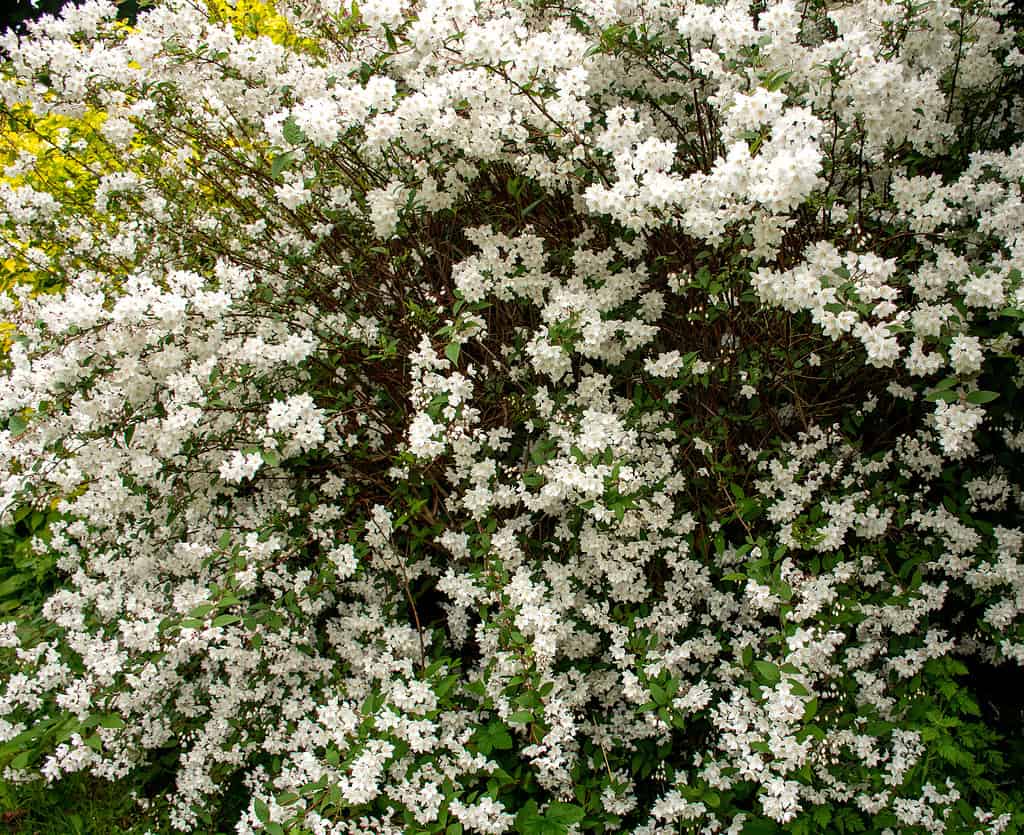 Pearl bush Exochorda macrantha