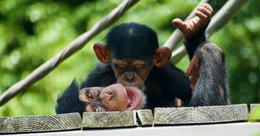 Kiss from baby chimpanzee