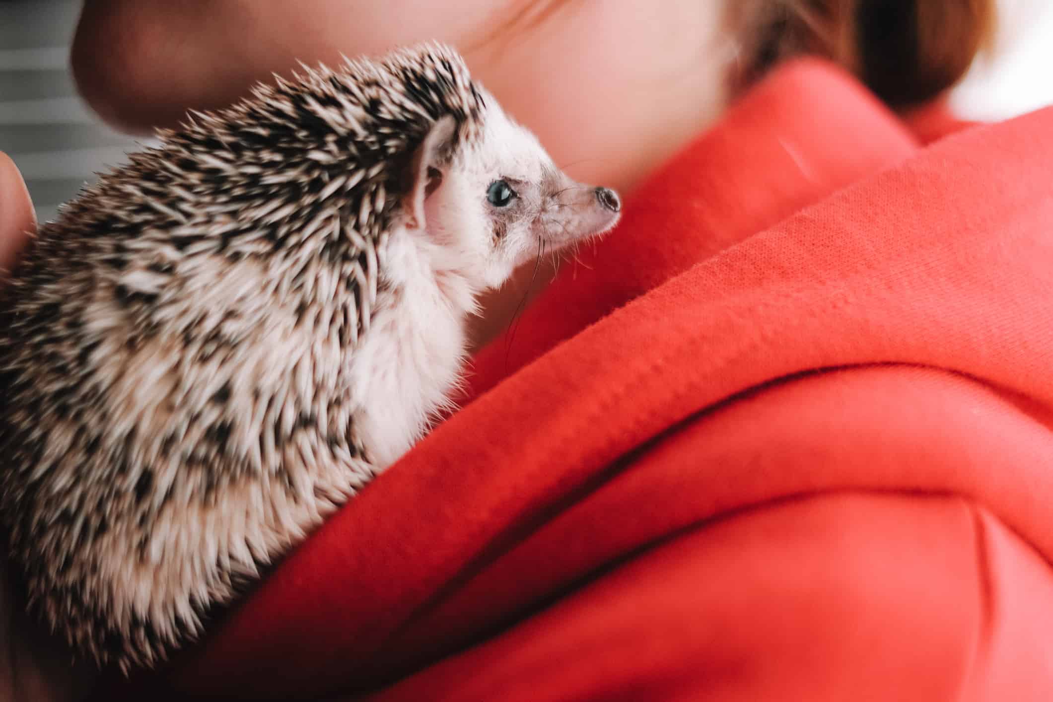 Domestic African hedgehog sits on a shoulder girls .Communication with pets.domestic hedgehogs breed. Communication between a hedgehog and a person.