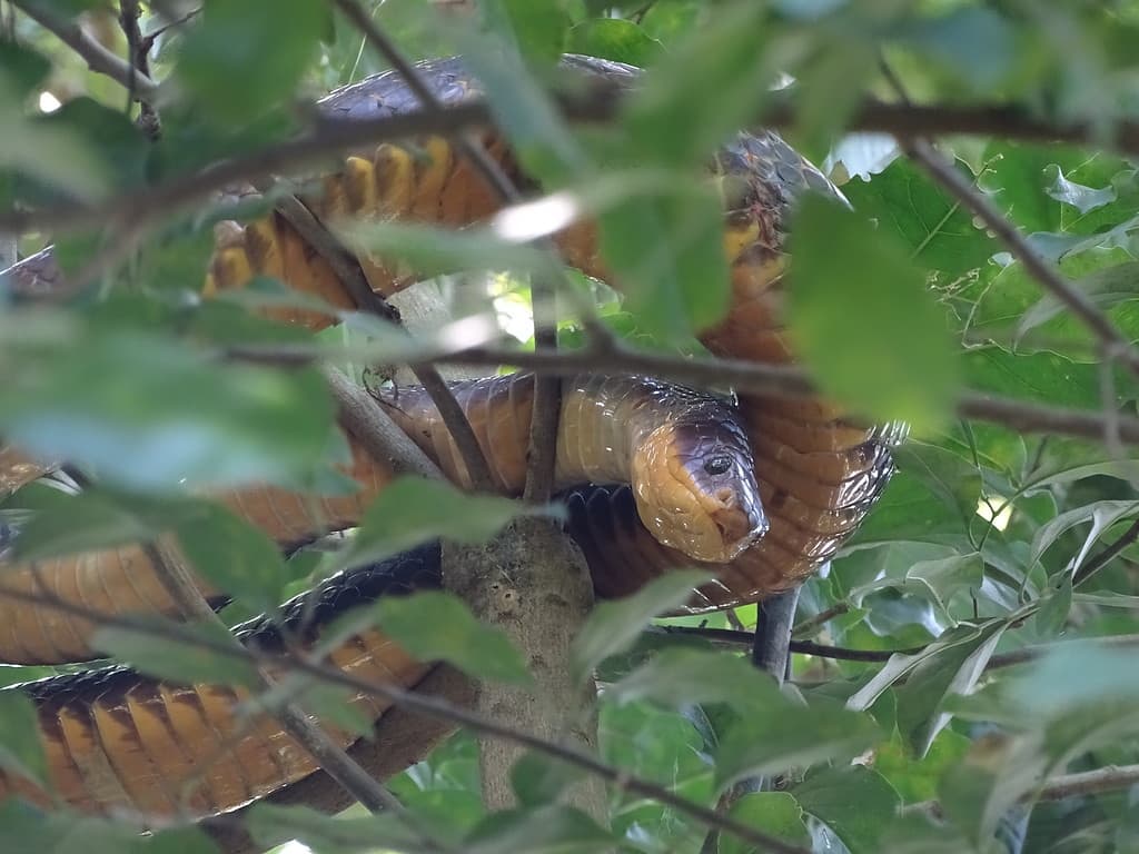 Anaconda in the bolivian Amazonas looking down on her prey