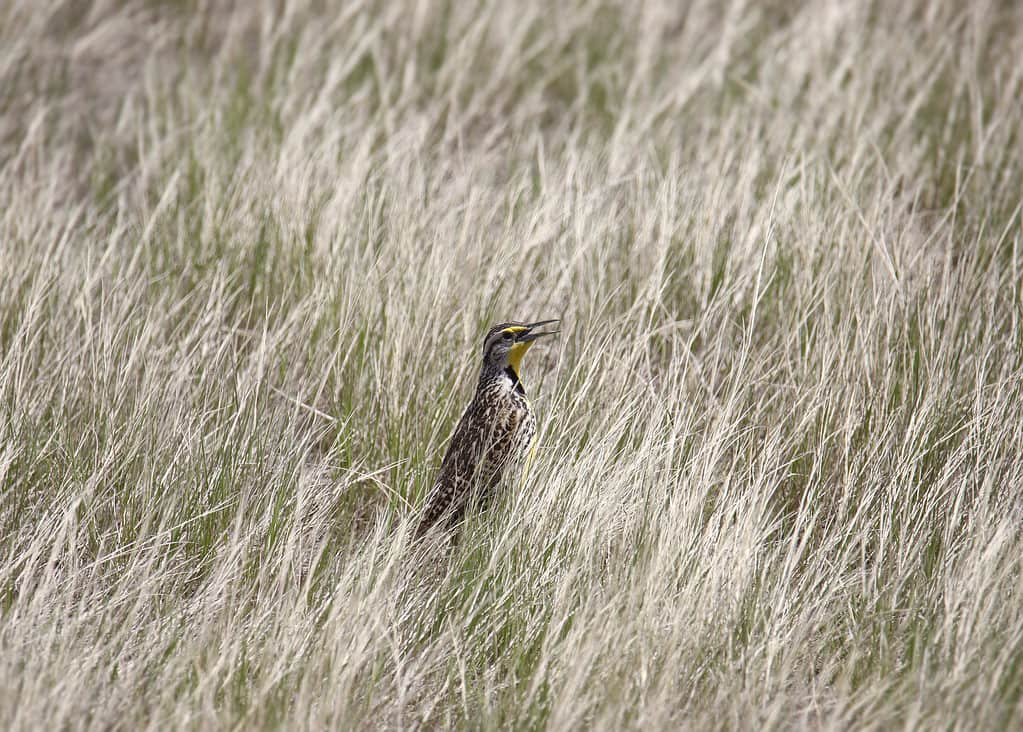 Western Meadowlark (sturnella neglecta) perched in some tall grass