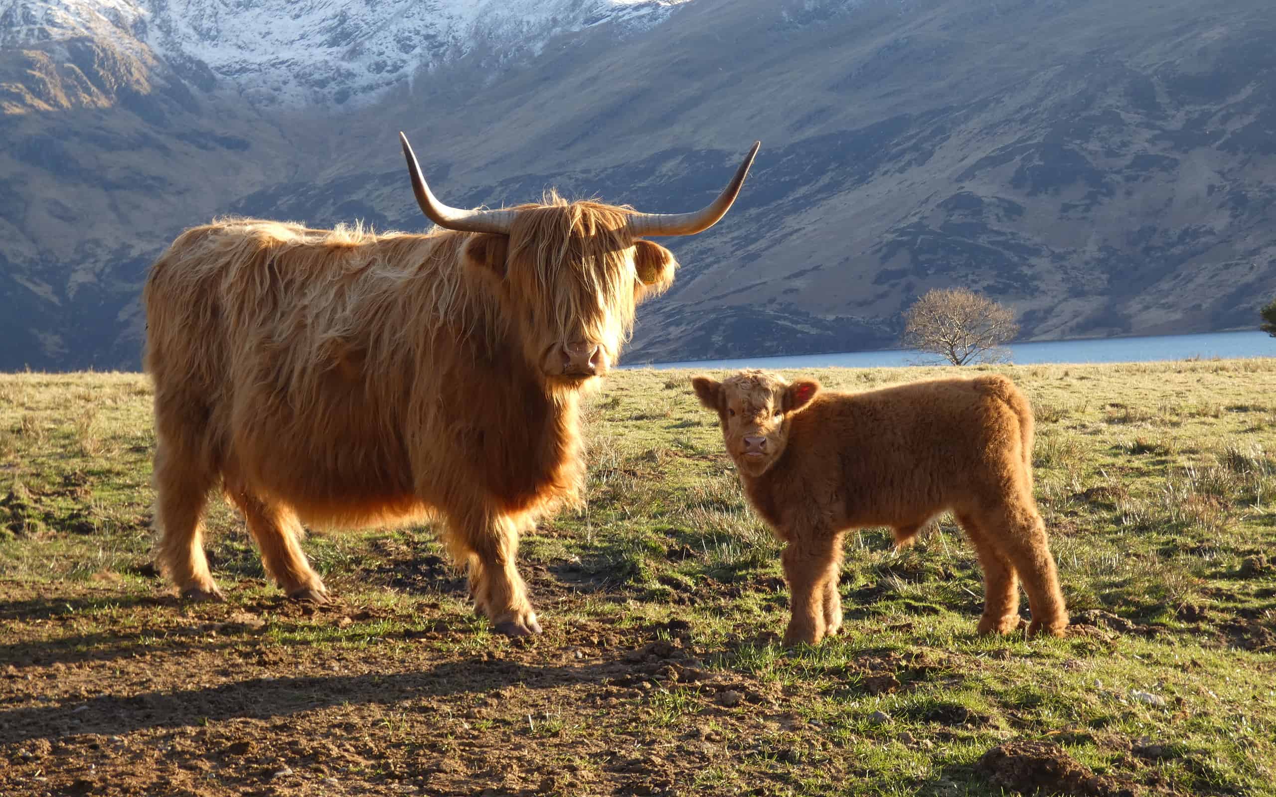 Highland cows