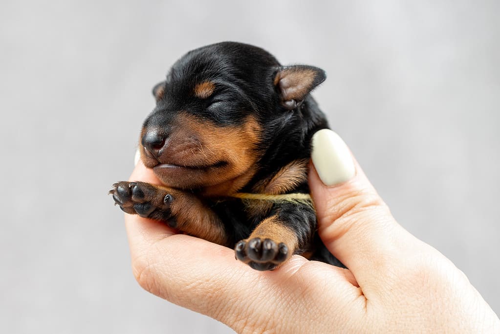 A small puppy of a black and tan miniature pinscher in the hands of a man