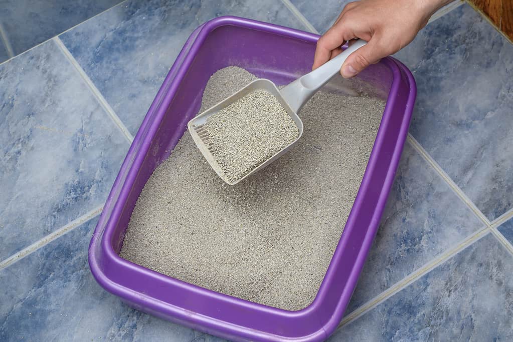 Cat litter box filled with odor-absorbing bentonite litter