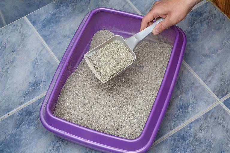 Cat litter box filled with odor-absorbing bentonite litter
