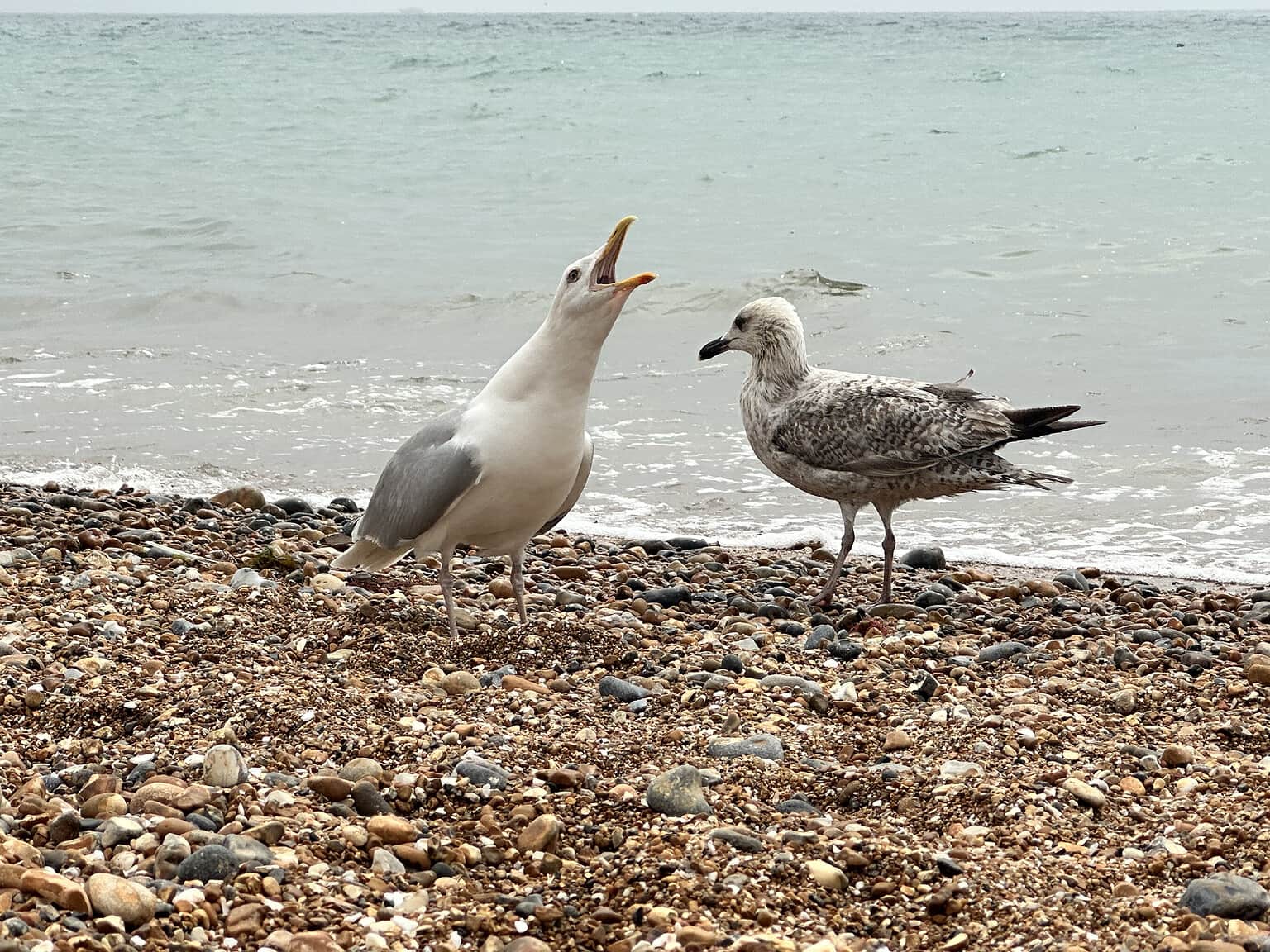 Male vs. Female Seagulls: 5 Key Differences - A-Z Animals