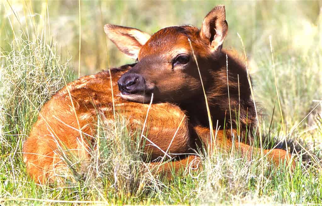 Elk Calf - Baca Ranch -  Valle Grande, New Mexico