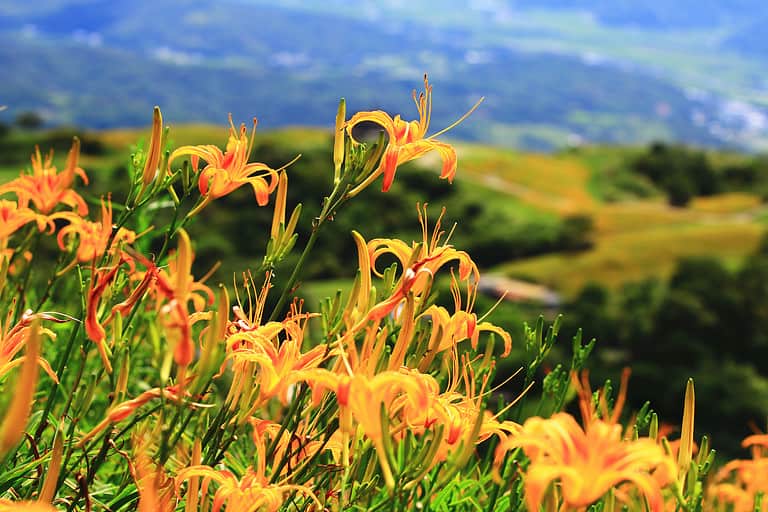 close-up of blooming Daylily or Hemerocallis fulva or Orange Daylily flowers and buds
