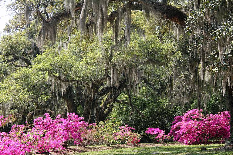 Azalea Garden