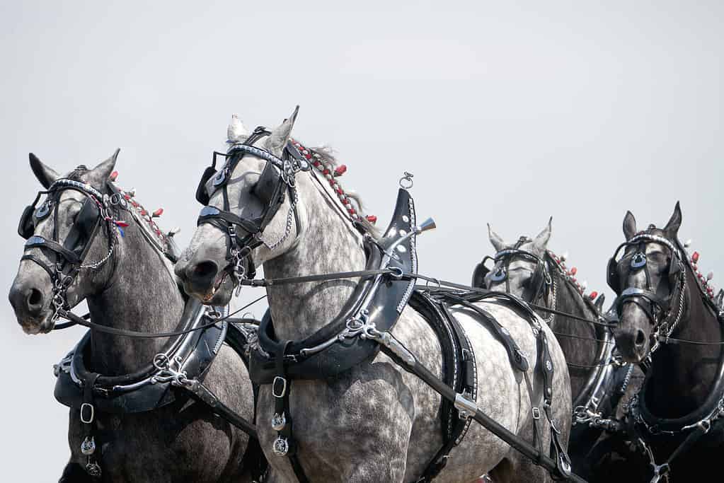 Running team of Harnessed Percheron horses