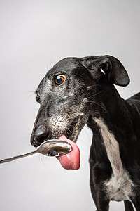 Can Dogs Eat Cake? See The Definitive Answer Picture