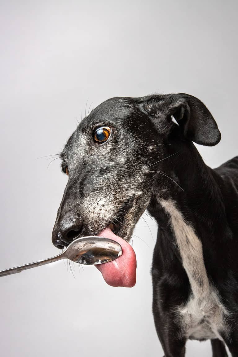 Portrait of a greyhound dog eating from a spoon