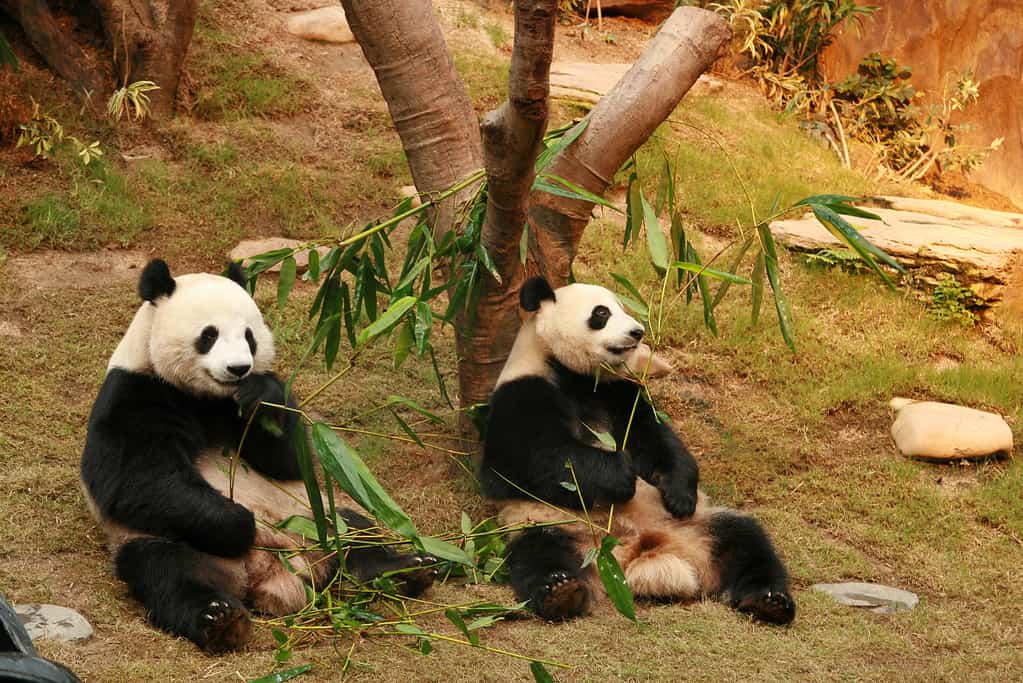 two giant pandas eating bamboo