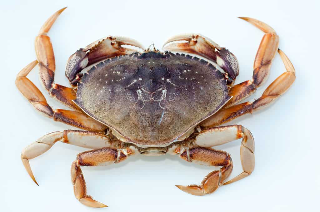 Fresh Dungeness crab