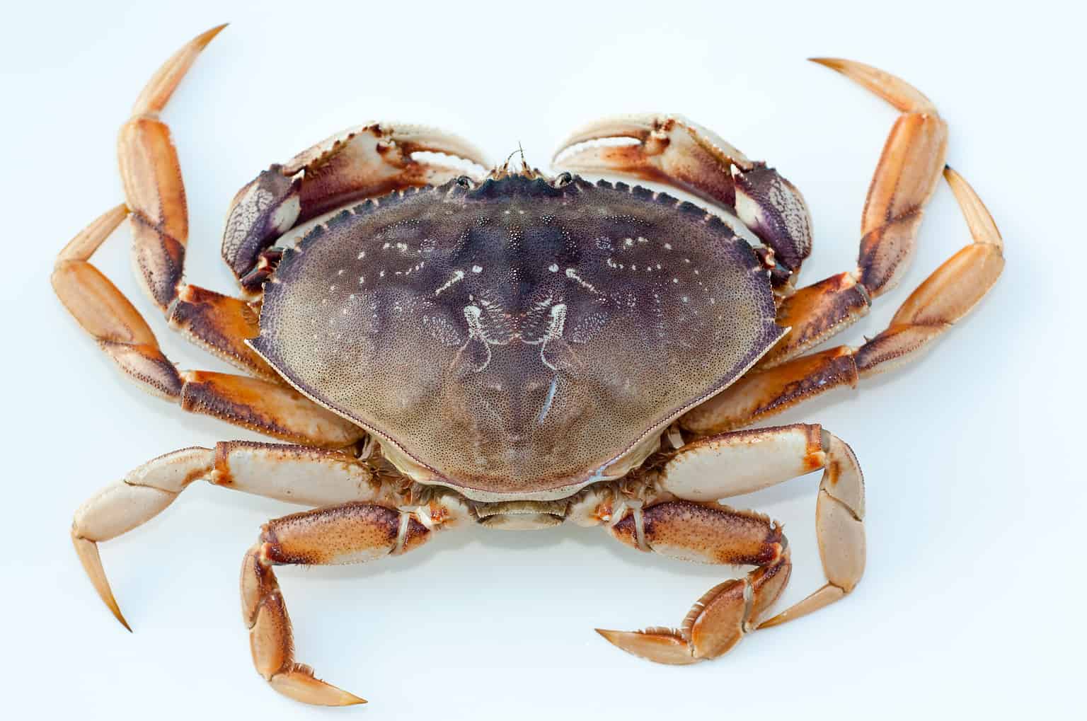 Carcinization Examples Carcinization: Here's Why Animals Keep Evolving Into Crabs - A-Z Animals