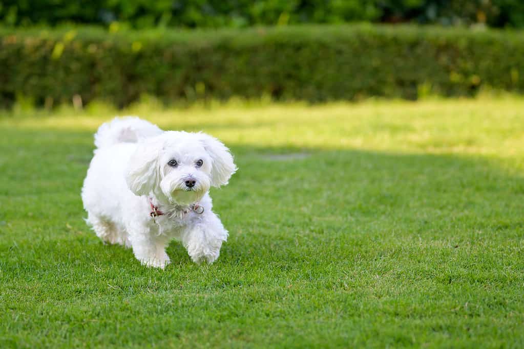 Adorable little white Havanese dog walking through the garden