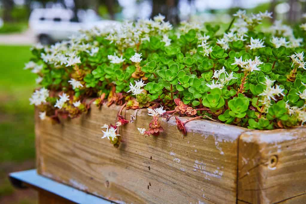 Wooden flower garden box with blooming white succulent flowers on Three Leaved Stonecrop