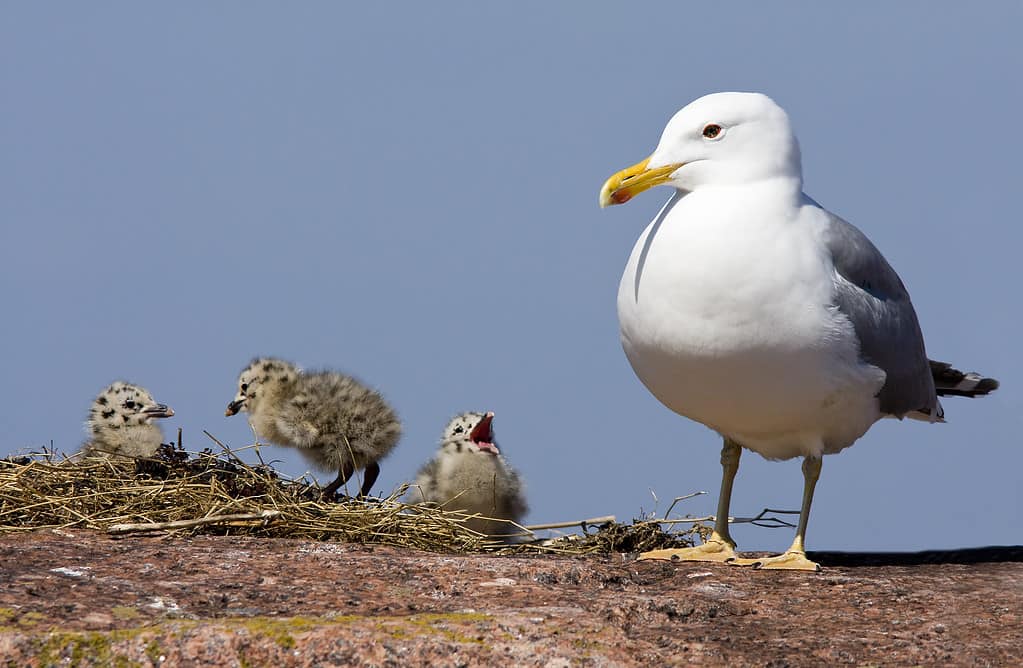 Seagull chicks learn to mimic their parents, which enables them to communicate within their colonies.