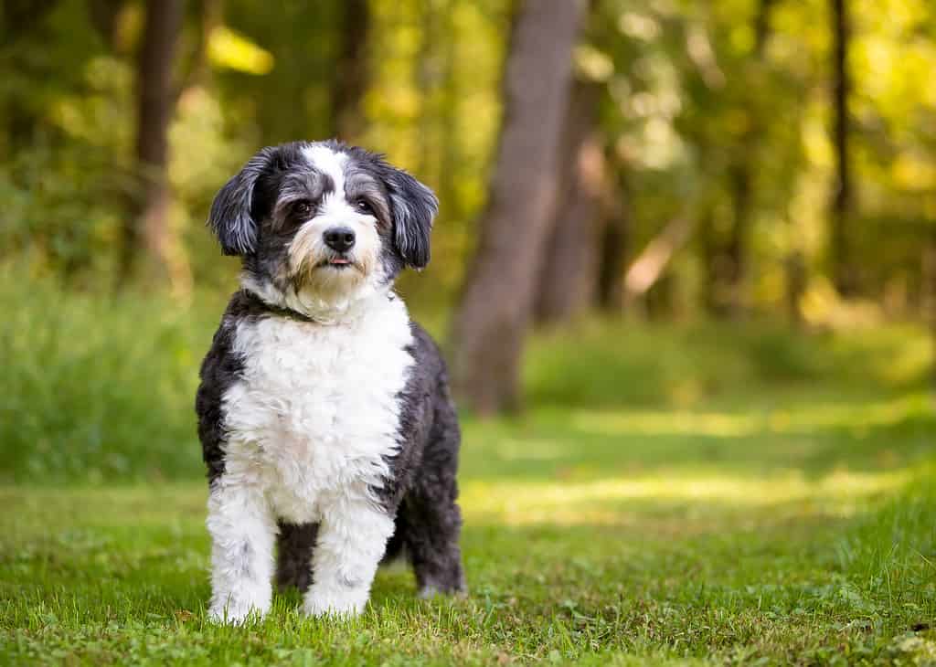 A Shih Tzu x Poodle mixed breed dog looking at the camera
