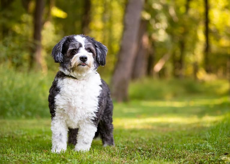 A Shih Tzu x Poodle mixed breed dog looking at the camera