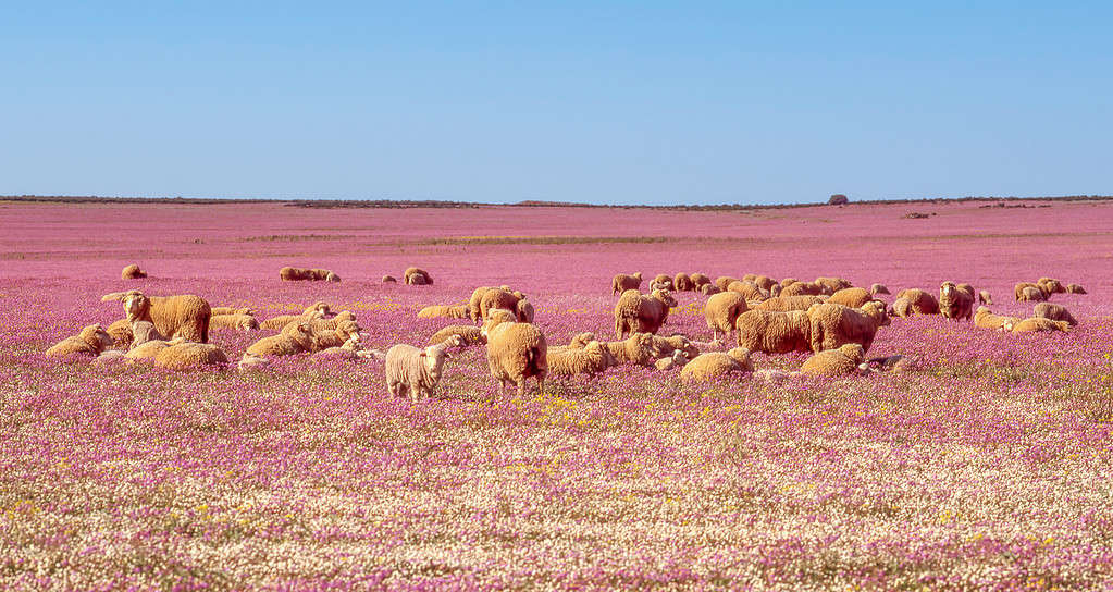 Merino Sheep Among Purple Wildflowers in South Africa