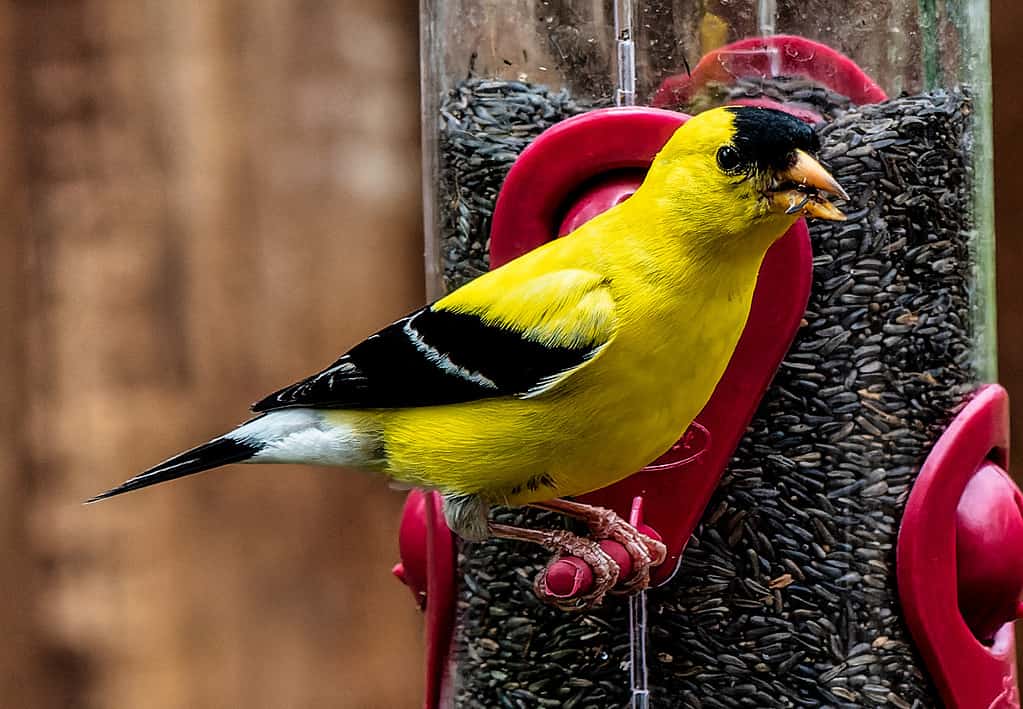 An American GoldFinch on the feeder
