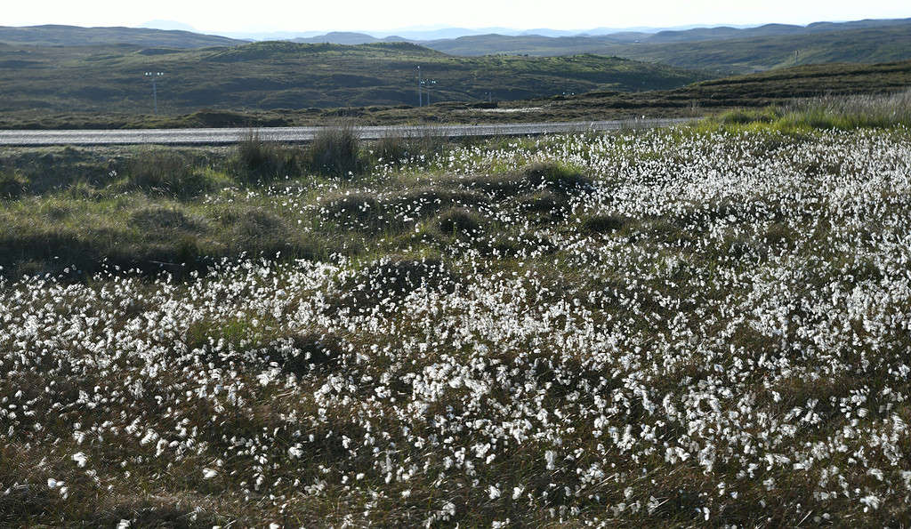 Eriophorum angustifolium, commonly known as common cottongrass or common cottonsedge