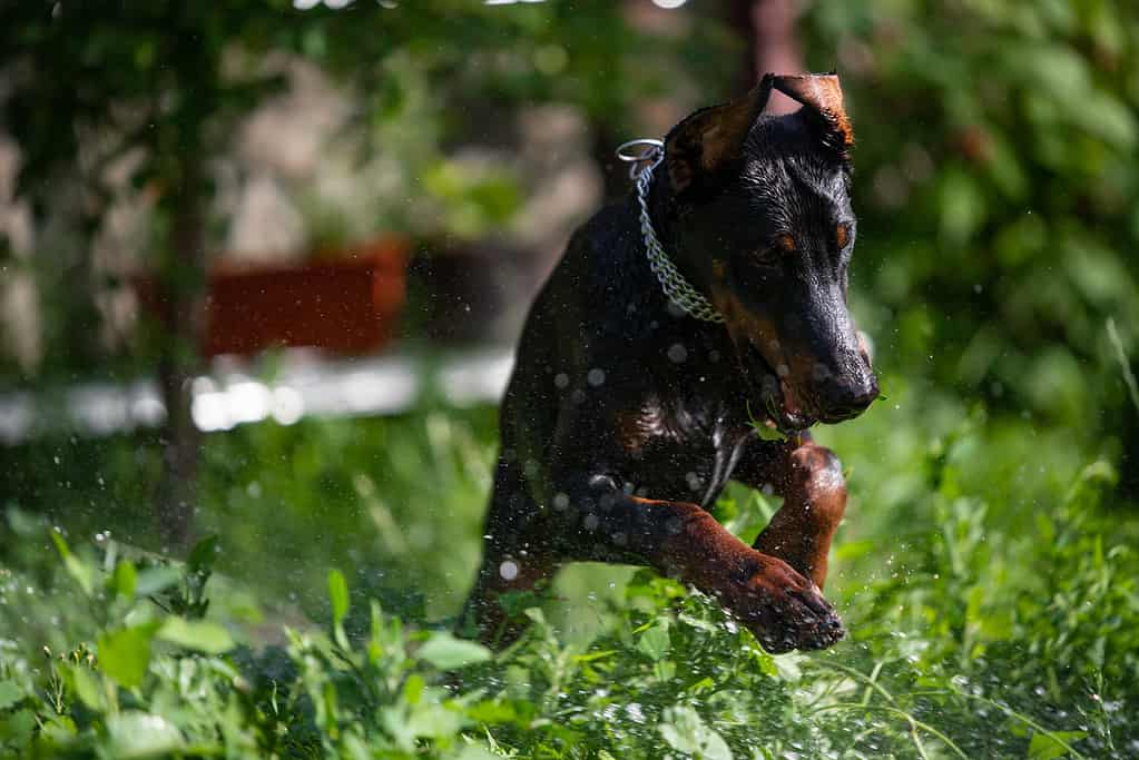 Doberman papy play with water