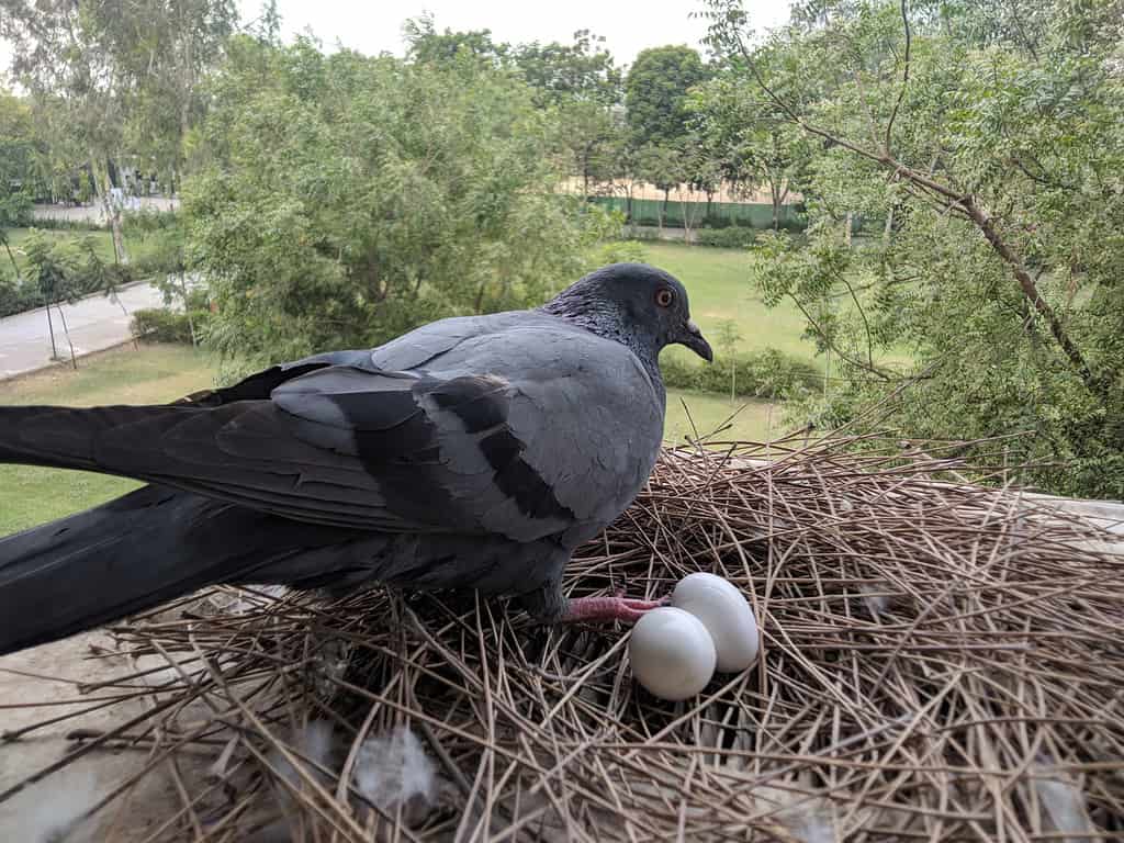 Pigeon With Egg in the nest photography