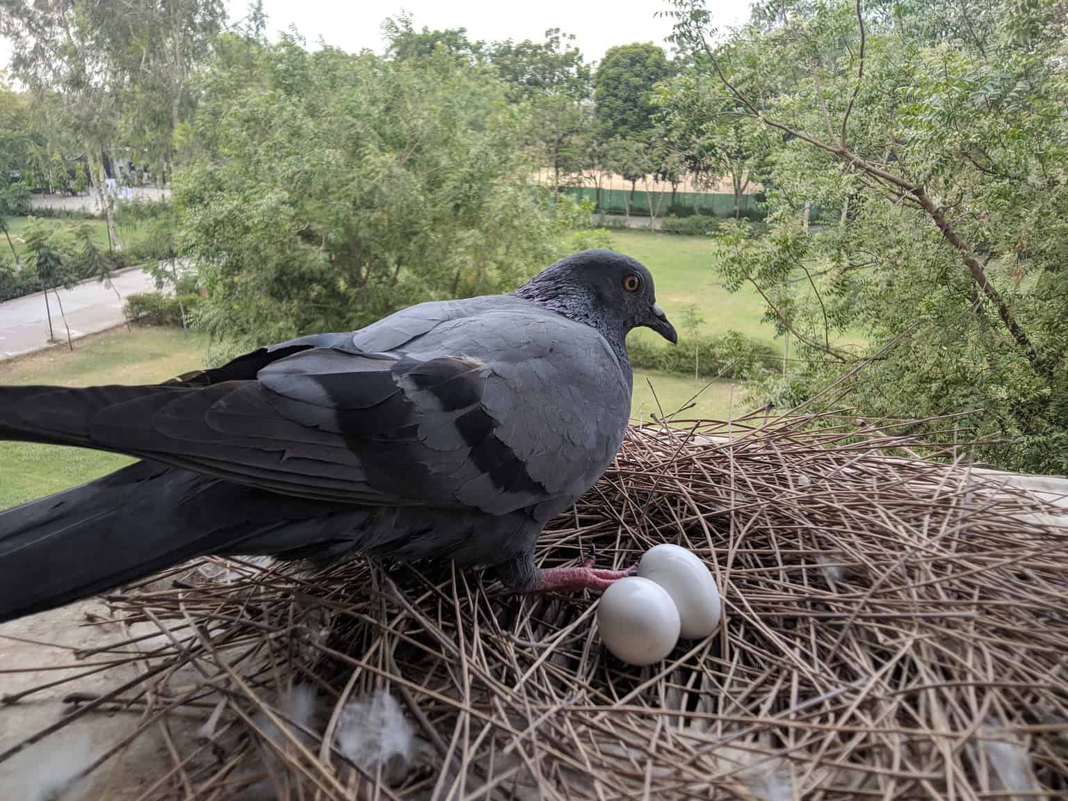 Where Do Pigeons Nest A Z Animals Where Do Pigeons Nest A Z Animals