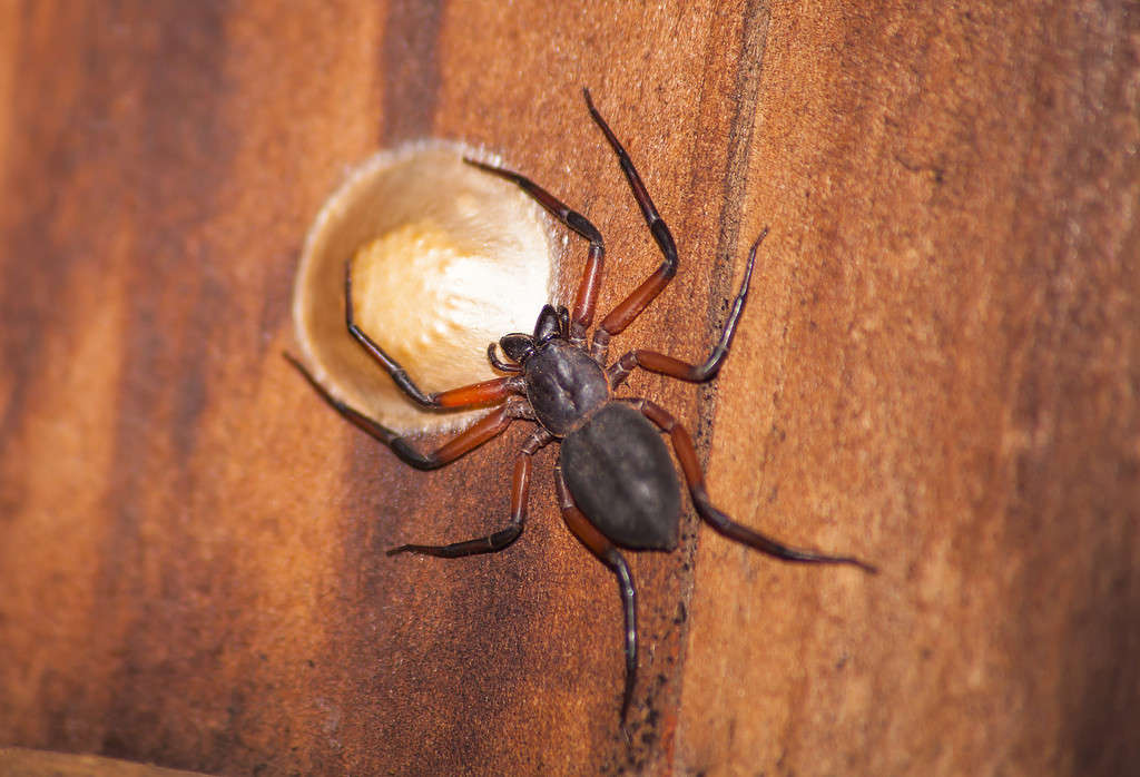 Scorpion Spider (Platyoides walteri) 13163