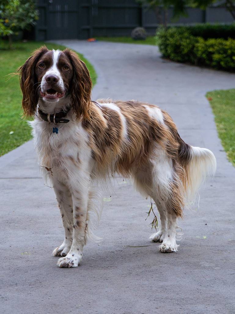 Brittany Spaniel standing on point playing with a ball