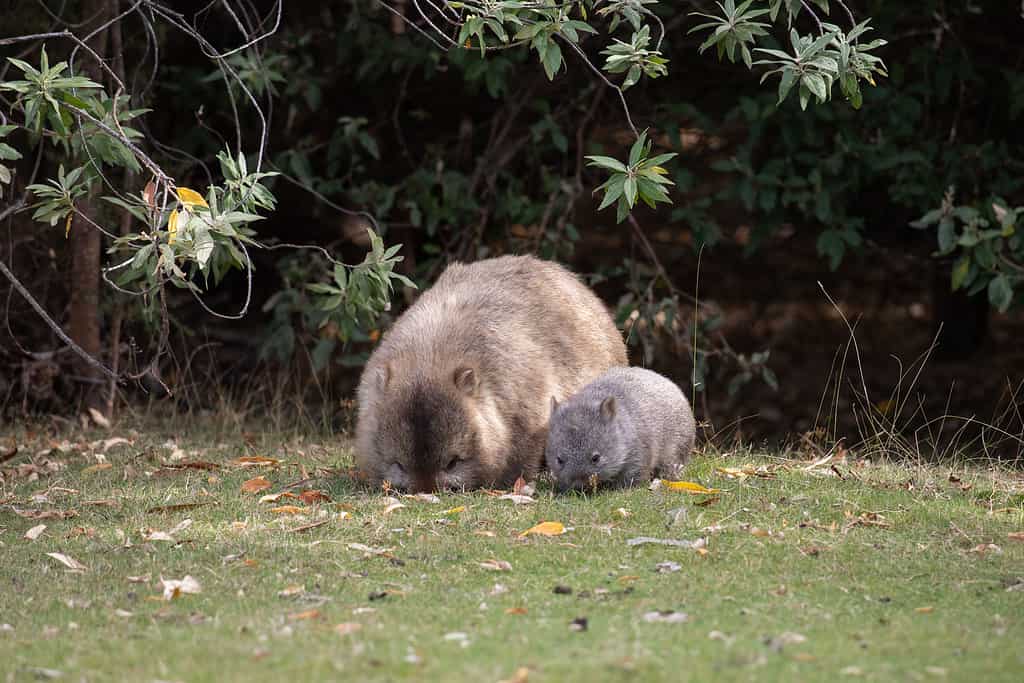 Baby Wombat with Mother