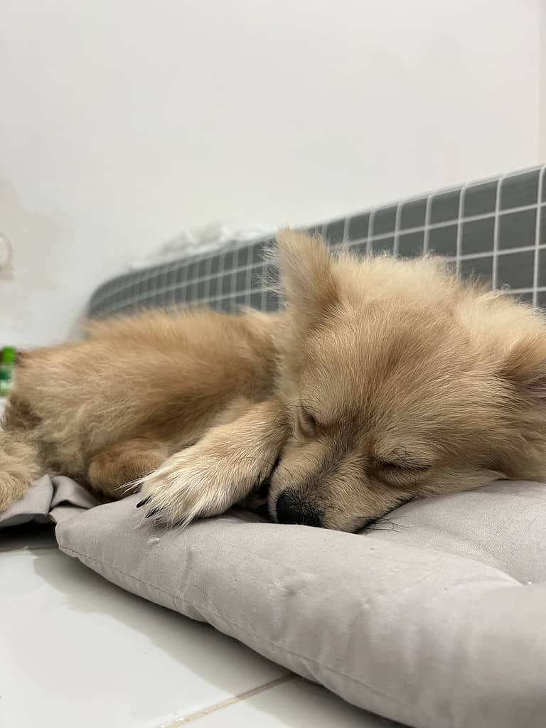Cute Brown Fox Faced Pomeranian Dog or Puppy Sleeping on mat or mattress or Bed