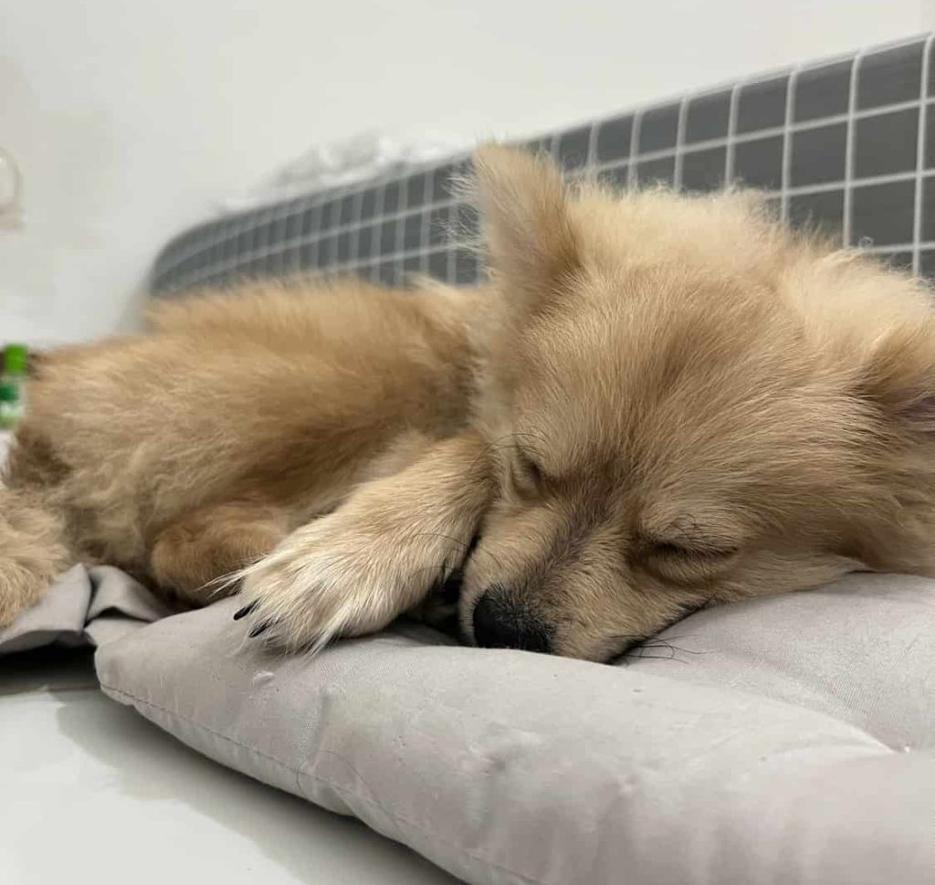 Cute Brown Fox Faced Pomeranian Dog or Puppy Sleeping on mat or mattress or Bed