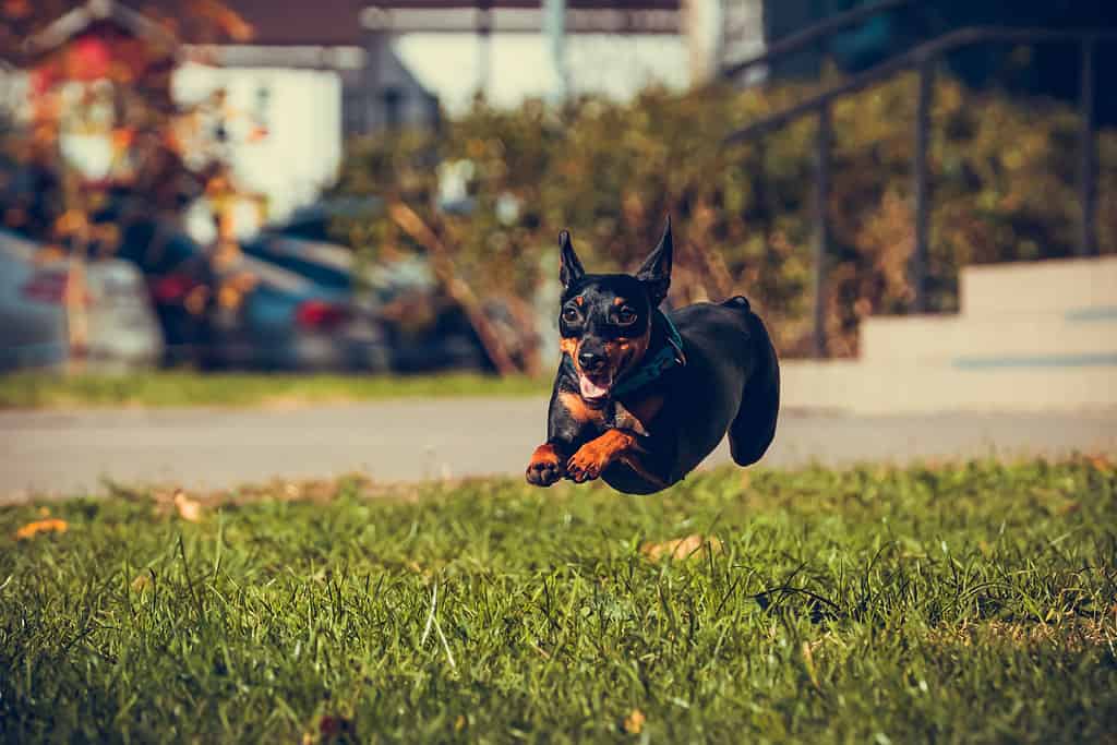 Cute miniature pinscher dog running and jumping in the grass