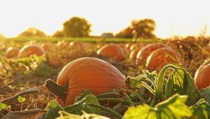 Explore the 5 Best Pumpkin Patches in South Dakota For a Great Fall Adventure Picture