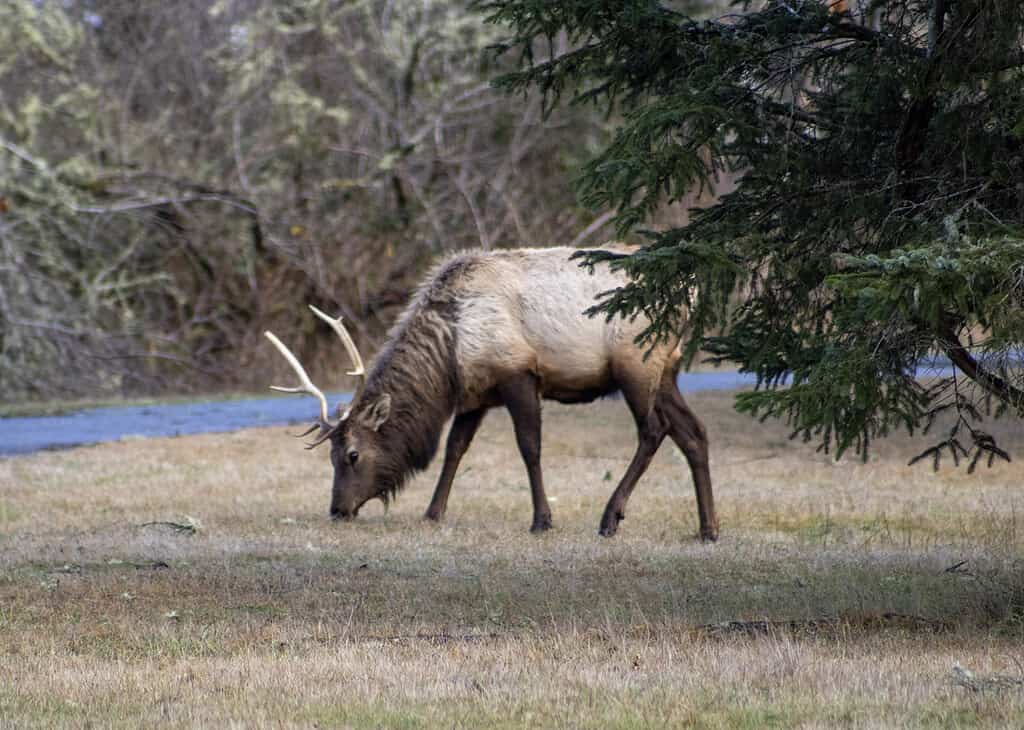 Elk are one of the five species of deer and one of the three species that live in North Carolina.