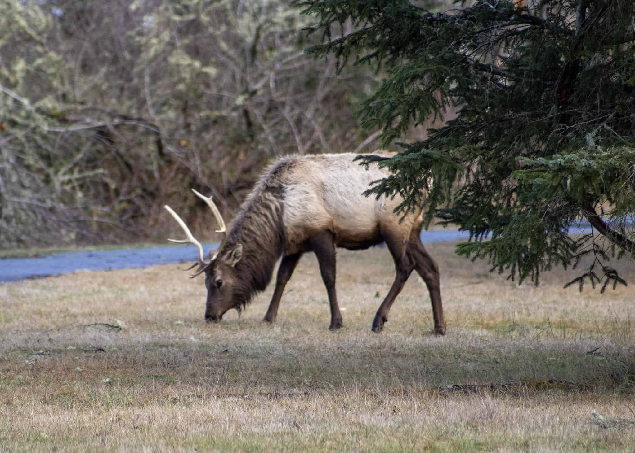 9 Reasons North Carolina Is the Ideal Spot for Deer Hunting in the U.S