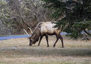 Meet ‘Bruiser’ — The Grumpy Elk People Are Being Warned to Avoid Picture