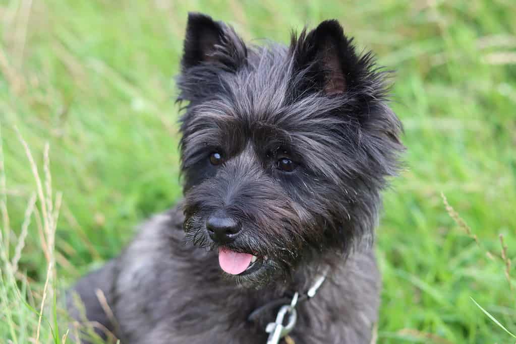 Portrait of a cairn terrier on a dog walk