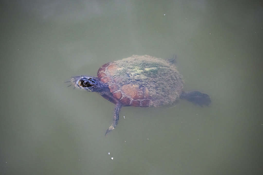 Turtle swimming in murky water