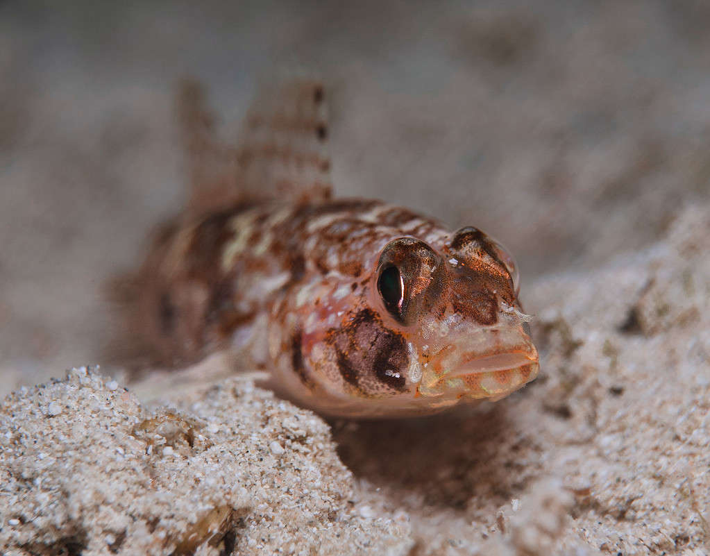 Close-up of a goby